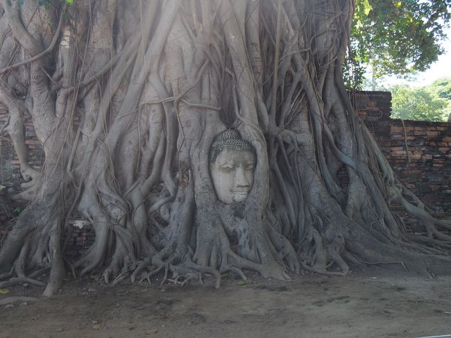 有名な、木の根に埋もれた仏像の頭