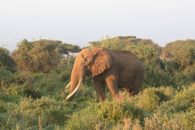 アフリカ像。成熟したオスは単独なんですって。