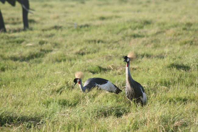 ホオジロカンムリヅル<br />黄色の冠羽と真っ白な頬、綺麗な赤い肉垂れと美しいツル
