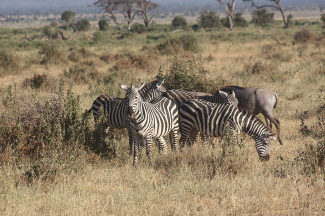 シマウマの後ろにヌー
