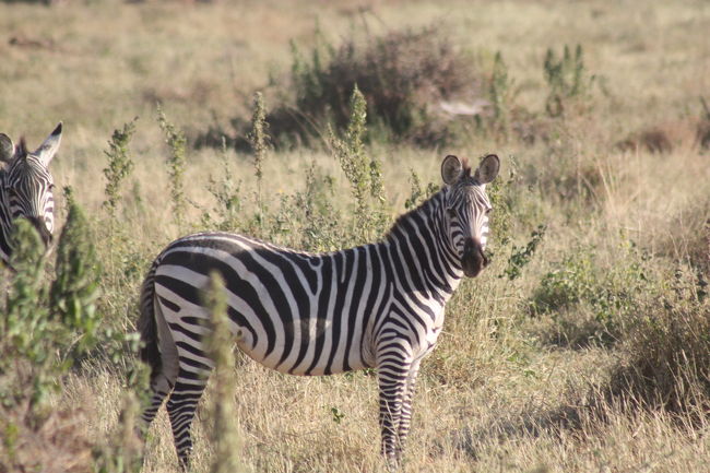 サバンナシマウマ（グランドシマウマ）<br />縞は太くはっきりしていて腹部まで達する<br />今回乾季で大群で移動していた
