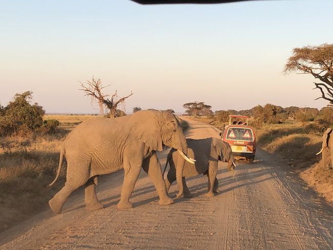 サファリカーを気にせず目の前を横断するアフリカ像の親子。
