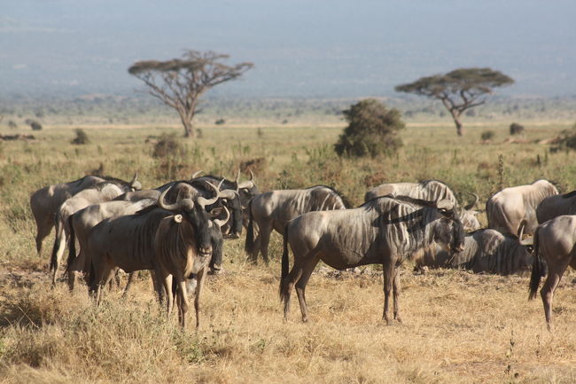 オグロヌーの大群