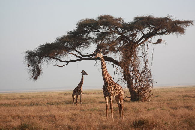 マサイキリンの親子<br />星型やモミジ型のような縮れた複雑な斑が股下まである