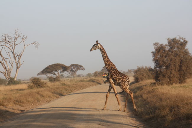 キリンもサファリカーに慣れている