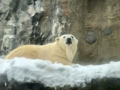 ホッキョクグマ

狩猟などにより絶滅が心配されたが、国際的な保護活動により、危機を脱した。
しかし、地球温暖化や北極圏の環境悪化などの影響を受け、個体数は減少