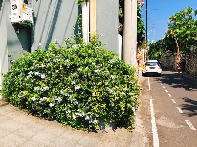 水色の花がとても可愛らしかったです。