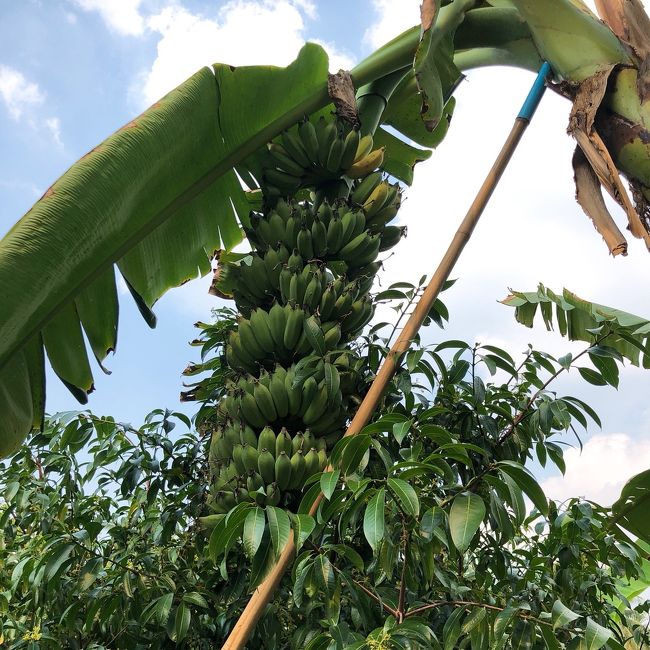 バナナ。これ以外にも南国フルーツをたくさん栽培していました。フルーツ好きの私にとっては天国みたいな場所です。