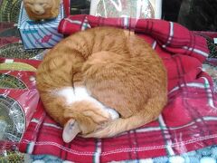 街歩き。油麻地(Yau Ma Tei)から佐敦(Jordan)までぶらぶら。上海街の仏壇屋でニャンモナイト発見。