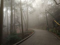 岩国城ロープウェイに乗り山頂へ。
こんな道路を歩く。
昨夜の雨のせいかガスっていた。