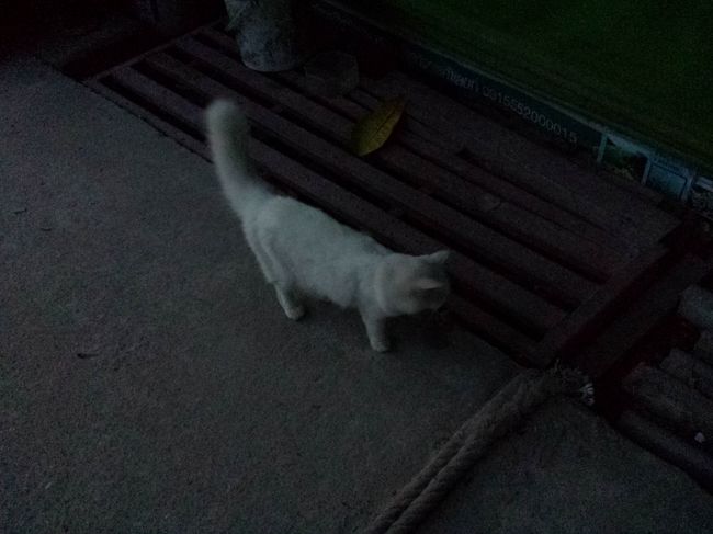 リぺ島4日目の朝<br /><br />んんっ!?<br />君は去年もいなかったっけ？<br />