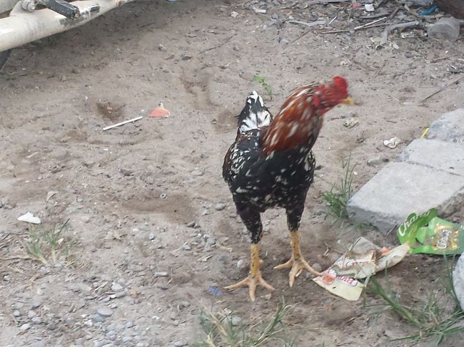 元気のいい鶏に同情され!?