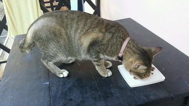 彼女に朝食を与えて<br />朝のお相手をしてもらい<br />これもルーティンになりました。