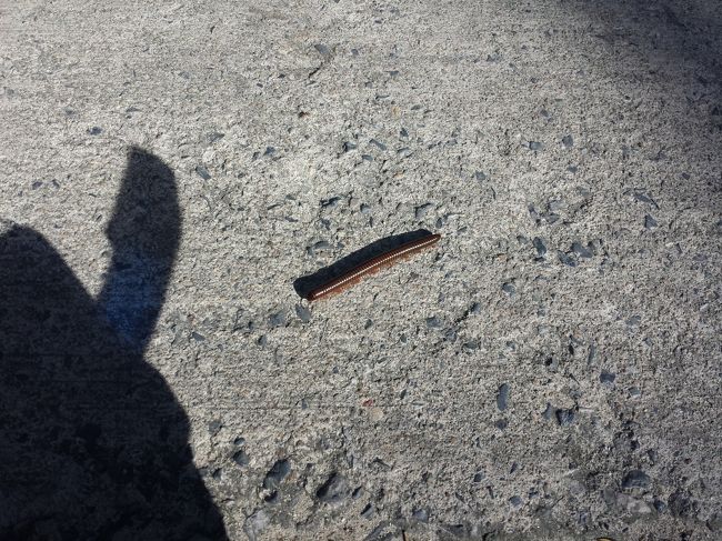 リぺ島はヤスデが良く出没します。