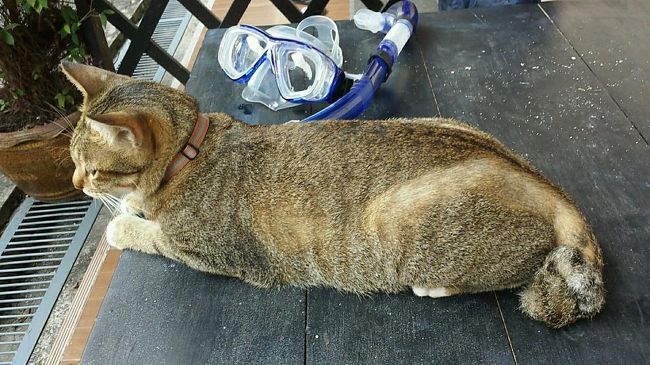 寝てしまいました。