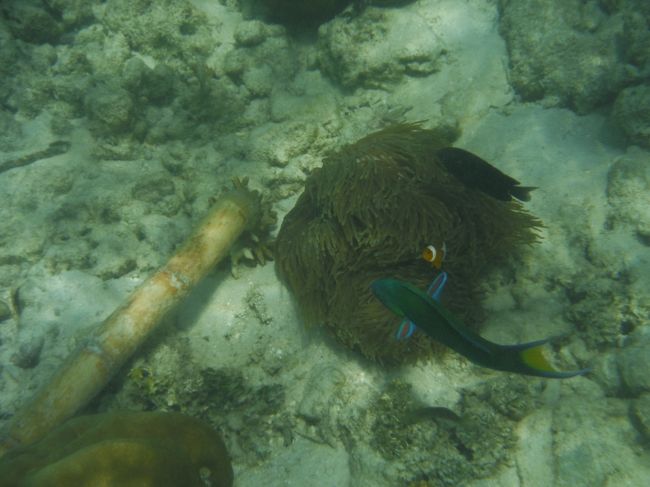 早速イソギンチャクには<br />クマノミがいました。