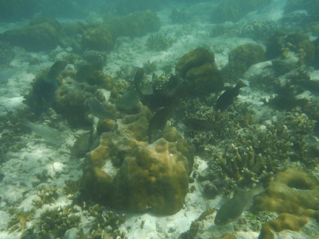 たくさん泳いでいます。