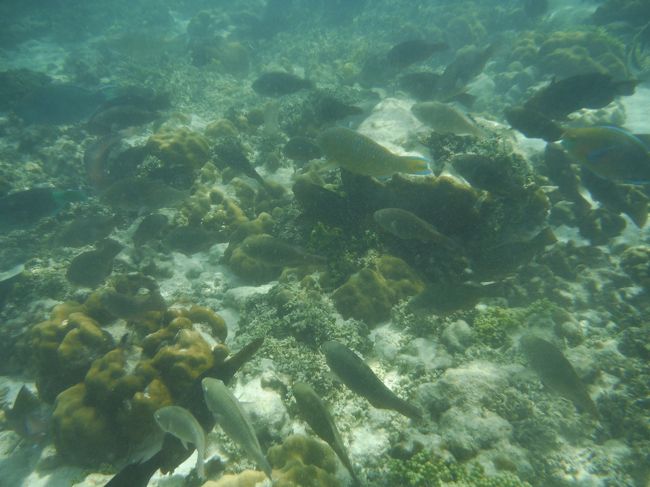 一緒になって泳ぎます。