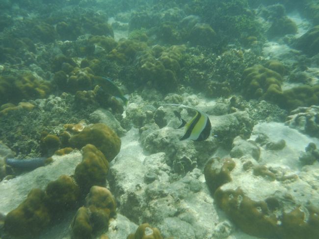 こいつはすばしっこい！