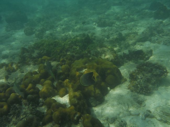 潮の流れが結構あるのでフィンなしではきついかも