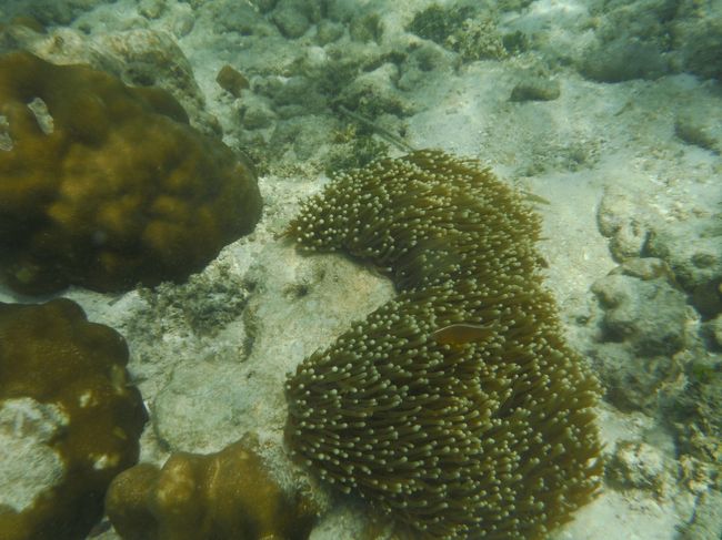 またまたイソギンチャク発見！<br />これもクマノミですね！