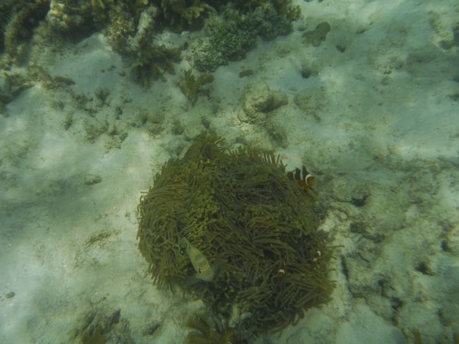 さらにお隣にはたくさんいました。