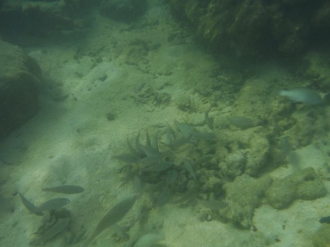 早速海の中へ<br />ここも魚影が濃いです。<br />