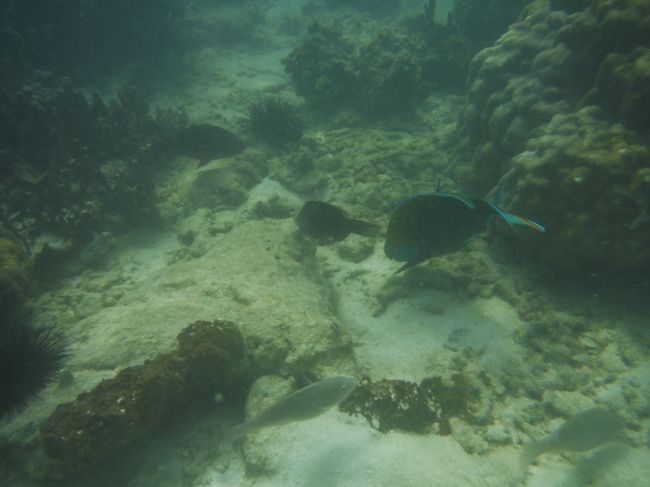 Idyllic 前とはまた違う魚もいます。