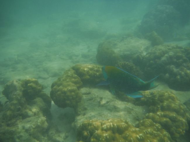 風のせいか今日は濁ってました。<br />所々岩がせり出しており<br />そこで脚をこすらせてしまい