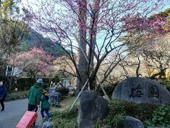 ふっくり歩いて15分ほどで熱海梅園
熱海宿泊証明を見せれば100円で入場できる。

樹名を見つけ、興奮して走り出す息子。
じじばば率高く、たぶん来場客で最少年齢。