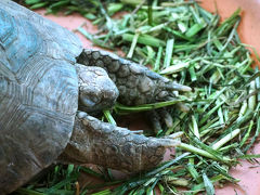 カメさんのもぐもぐタイム