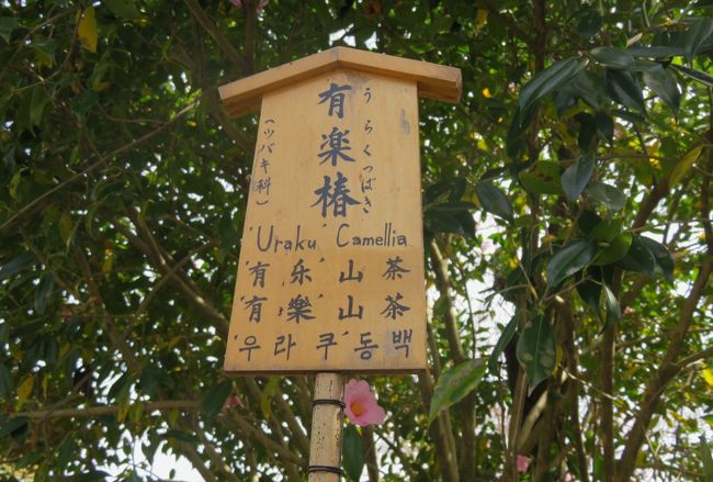 2018春、京都の花の名所巡り(11/15):3月31日(11):嵐山と天龍寺(7):日陰躑躅、三つ葉躑躅、白妙桜、紅葉李、蜆花、有楽椿