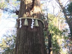 高尾の名物、蛸杉です。根っこが蛸みたいになっているからこの名がついたそうですがこの写真、見事なまでに根っこが写ってないですね