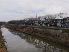  続いて牝石に向かいます。桜並木が続く香流川を渡ります。川には大きな鯉が泳いでいるのが見られました。