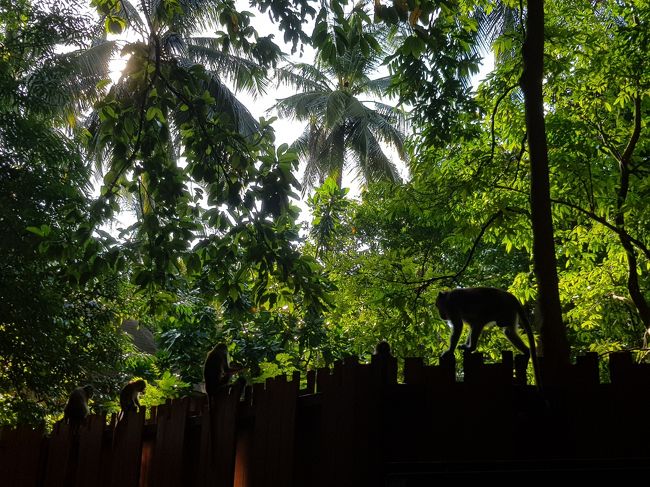 サルもいるので食べ物持ってる人は要注意！