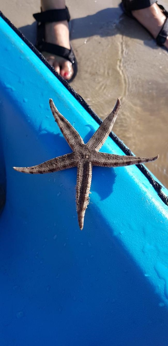 ヒトデくん、もちろんちゃんとリリースしました。