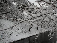 桜に枝に雪が積もっています。