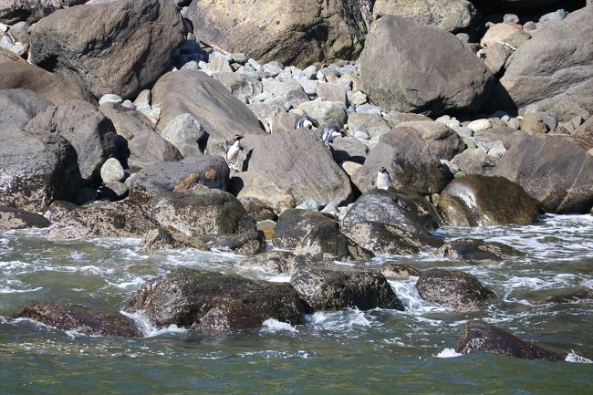 ペンギンがいました。