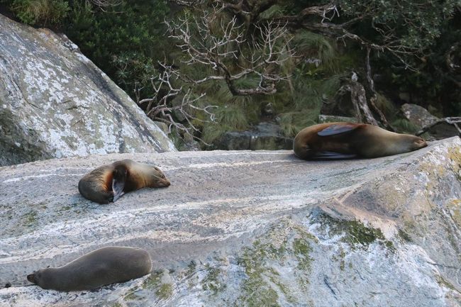 シーロック<br />あざらしがいます。