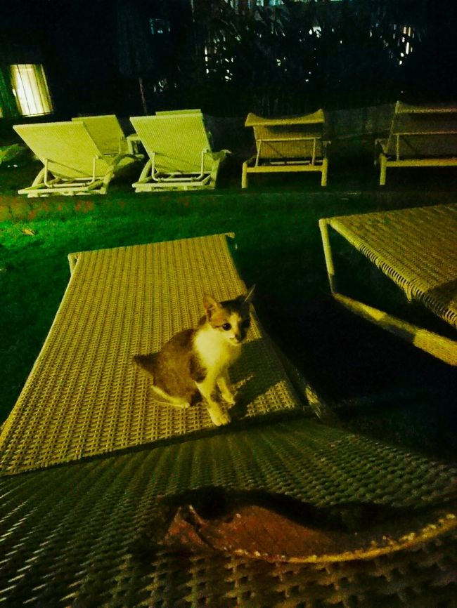 「Le Meridien Bali Jimbaran」<br /><br />バリ島最後の夜、飛行機まで時間があったのでプールサイドで空を見ていたらにゃんこが挨拶しに来てくれました！かわいいいいい！（猫大好き）