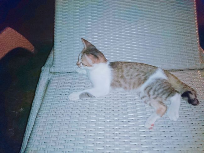 「Le Meridien Bali Jimbaran」<br /><br />まだ小さくて、私のスカートの中にもぐったり足に絡み付いて遊んでいました。<br />かわいいいいいいいい！