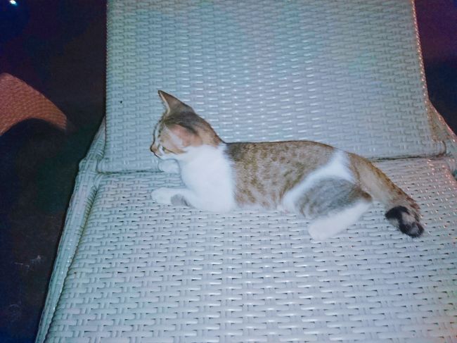 「Le Meridien Bali Jimbaran」<br /><br />そこらへんに落ちていたプルメリアの葉っぱでじゃらすと全力でじゃれてくれました。<br />この子はこのホテルで産まれたそうで、色つやも良く大切にされている感じがしました。<br /><br />かわいいいいいいい！！！