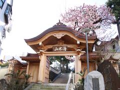 熱海　温泉寺の山門と熱海桜

来宮神社から宮坂を下り、温泉寺から糸川遊歩道へ向かいます。