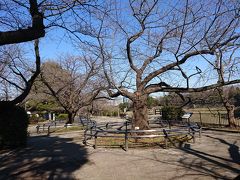 千鳥ケ淵緑道

桜の名所ですがさすがにまだ早いですねえ。