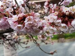 梅を見に来ましたが、避寒桜も見ることができ、ラッキーでした。