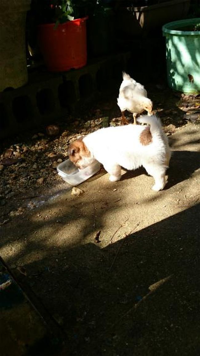 100以上 大東 犬 購入 かわいい犬のアニメ