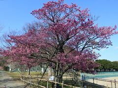 丸山スポーツ公園
グランド横の土肥桜の古木は、ほぼ満開でした

3月中旬には「ソメイヨシノ」や「オオシマザクラ」
「アメリカ」「駿河台匂」「仙台屋」という品種の桜が同時に咲き誇ります

4月上旬には黄緑色の花で八重の花を咲かせる「鬱金桜」
緑色の八重の花を咲かせる「御衣黄」が楽しめます