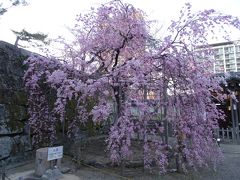 ４月２日

　和歌山城　大手門のしだれ桜