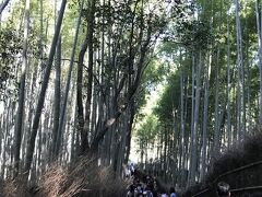 噂の～～竹林～～！！！奥に行くほど大渋滞！！！！！