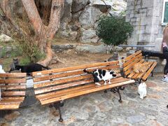 アテネのピレウス港から3時間、サルニコス湾のイドラ島に到着です。
11時。1時間半の観光です。
猫がお迎えです。
